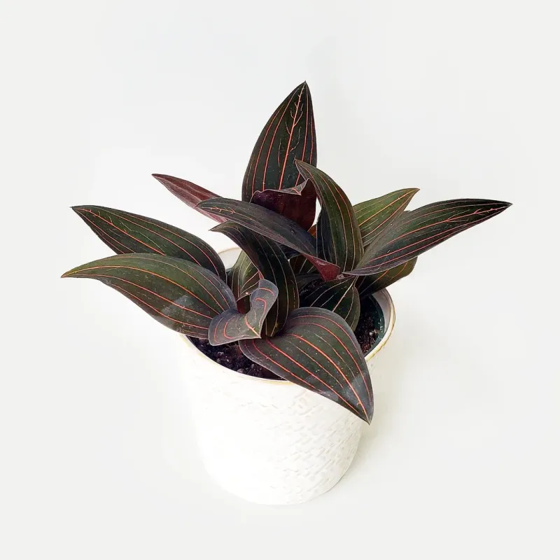 Jewel Orchid (Ludisia Discolor)