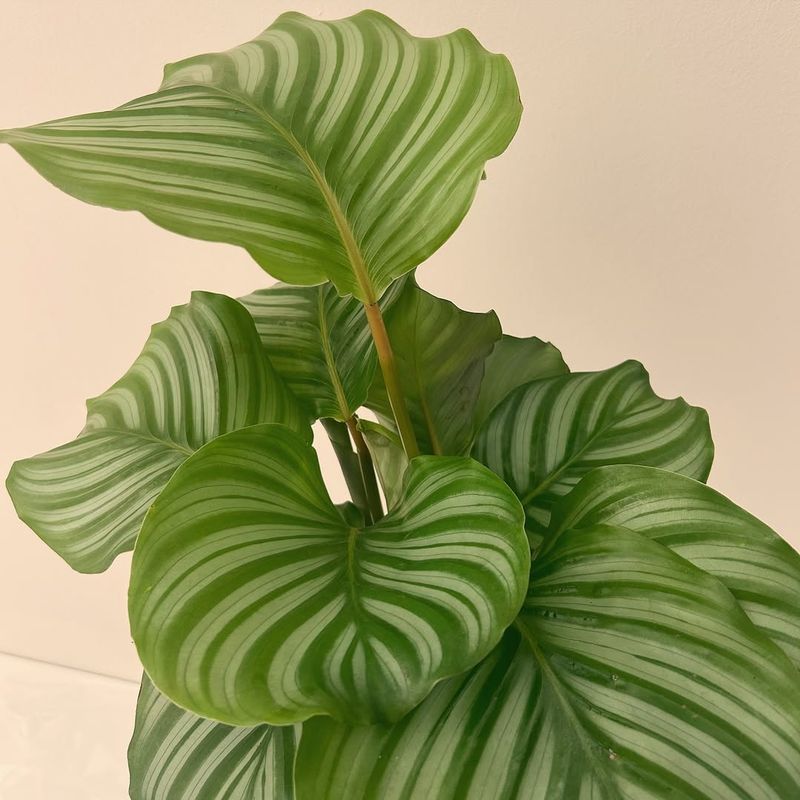 Calathea Orbifolia