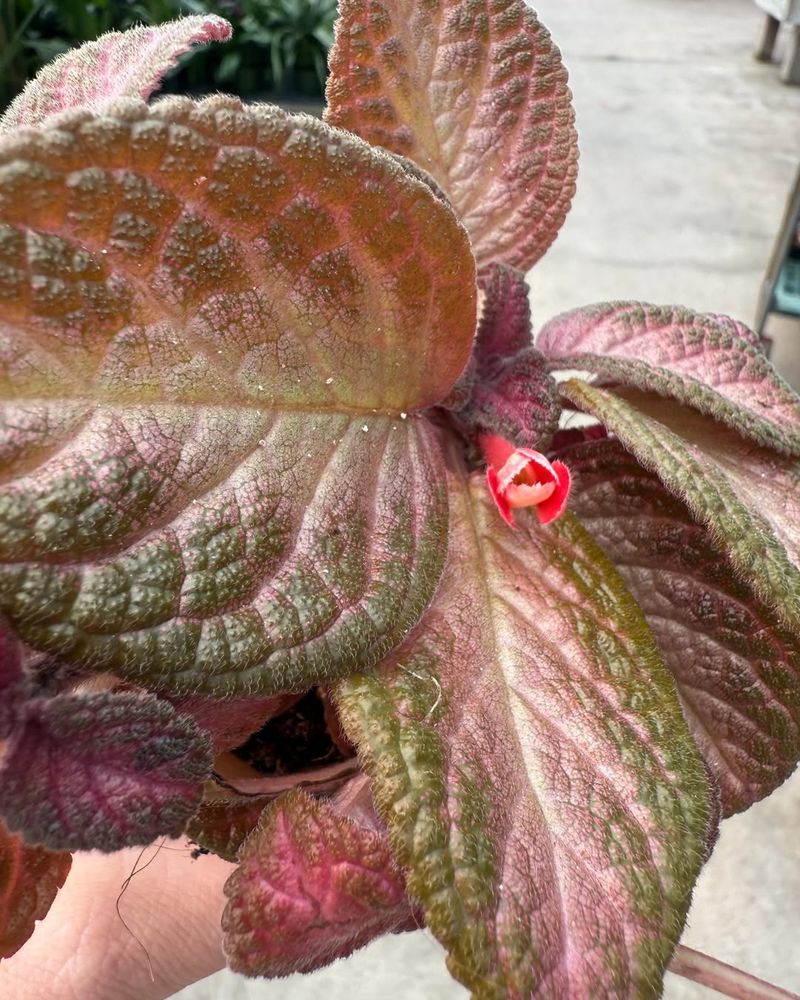 Episcia (Flame Violet)