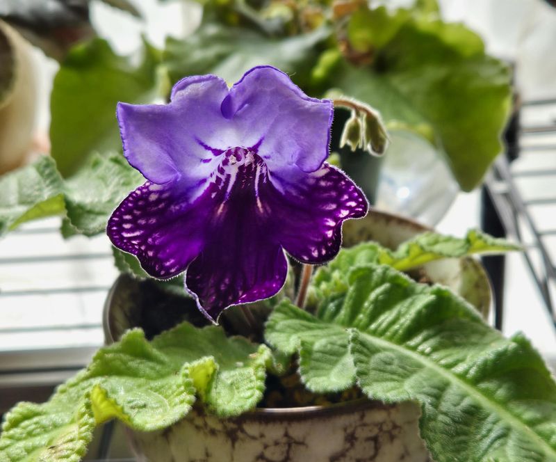 Streptocarpus 'Harlequin Blue'