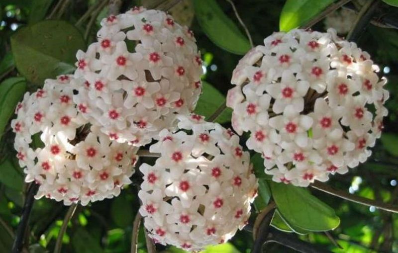 Hoya (Wax Plant)