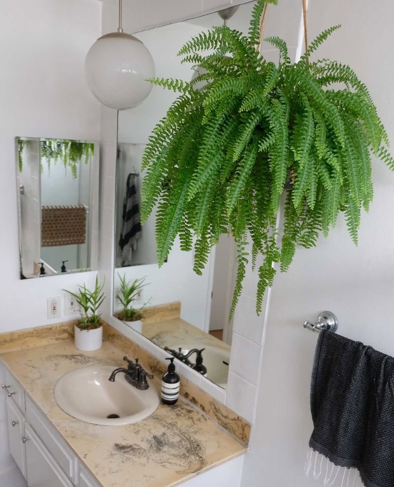Boston Fern