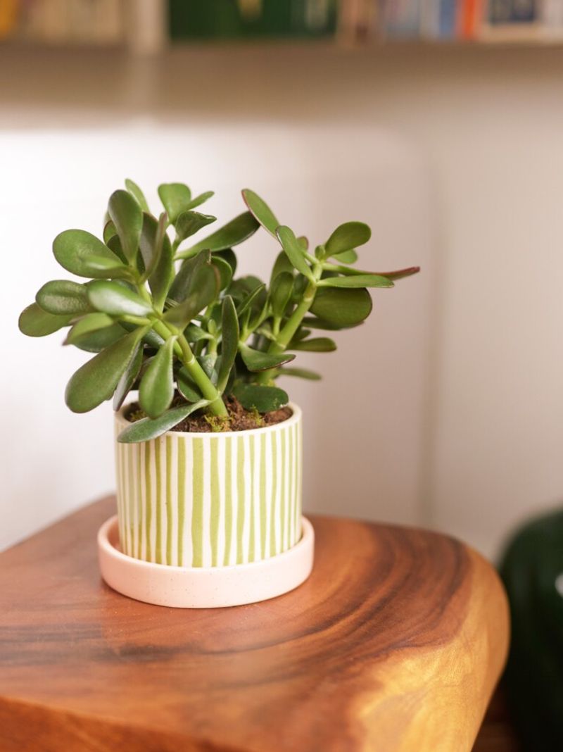 Jade Plant