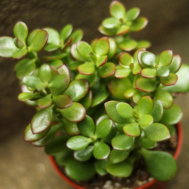 Jade Plant