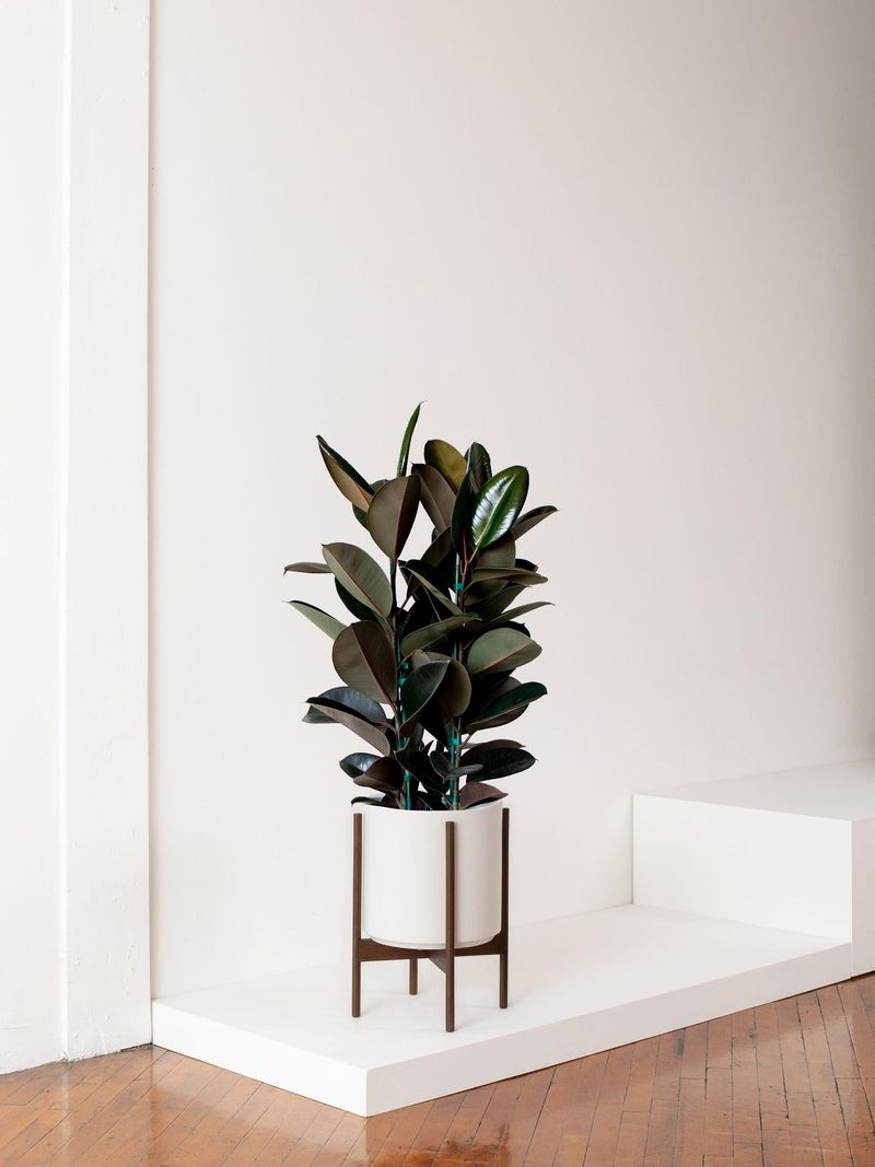 Rubber Plant