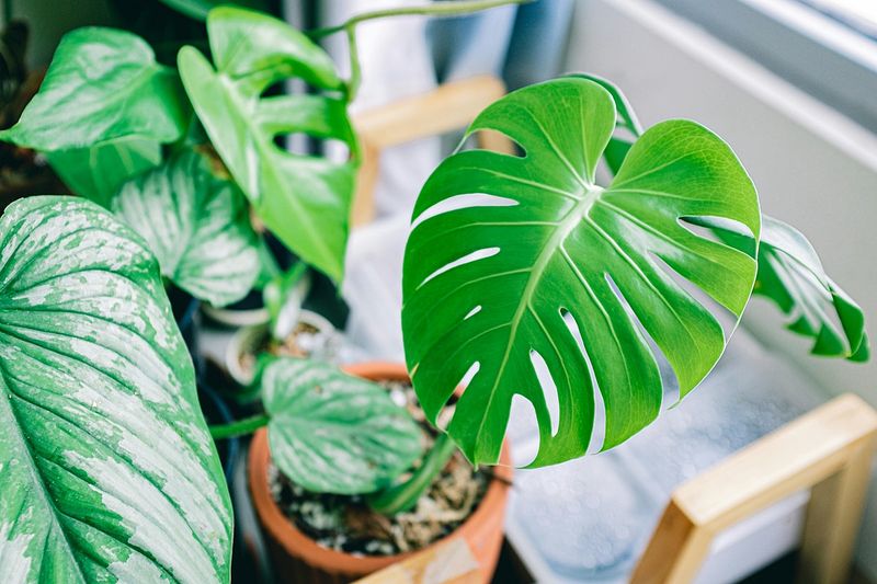 Philodendrons That Pose A Chewing Hazard