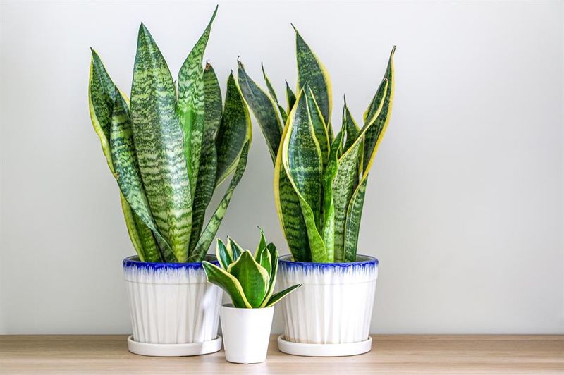 Snake Plant That Triggers Digestive Distress