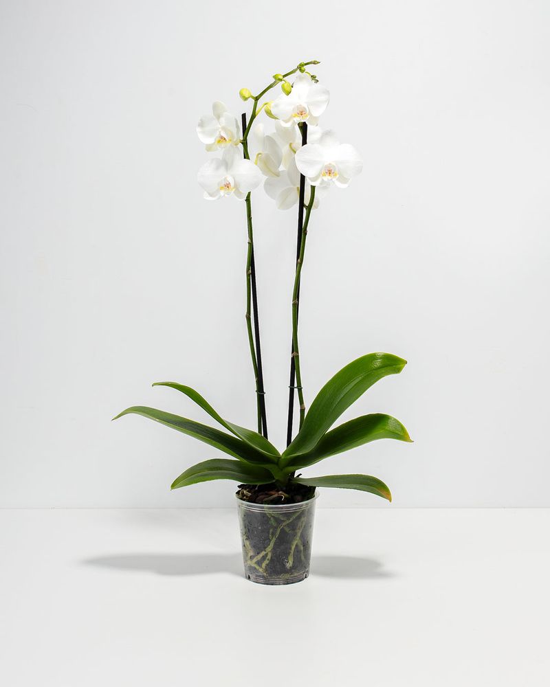 Orchid (White Or Soft-Colored Varieties)