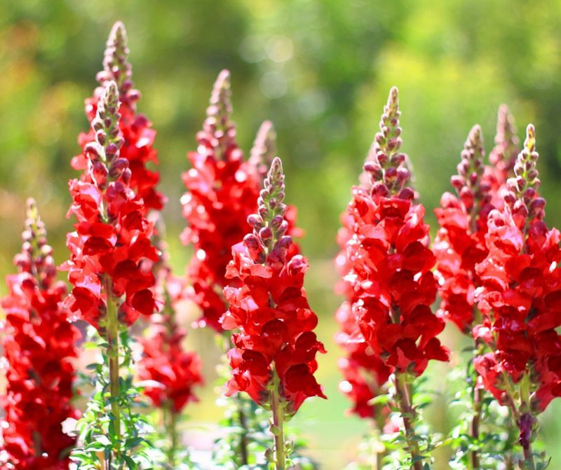 Snapdragons (Antirrhinum Majus)