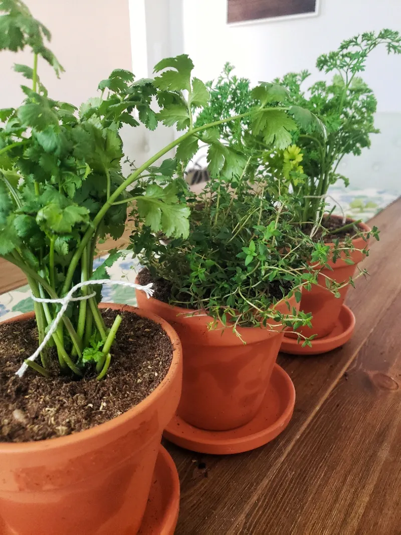 Water Only When The Top Inch Of Soil Is Dry