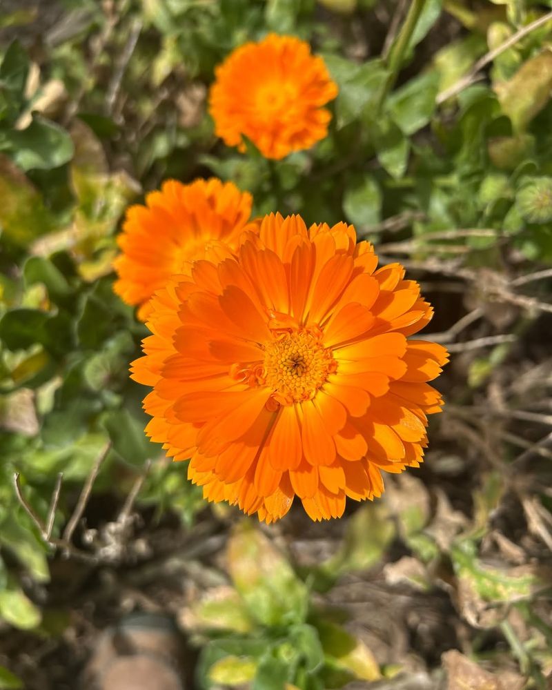 Calendula