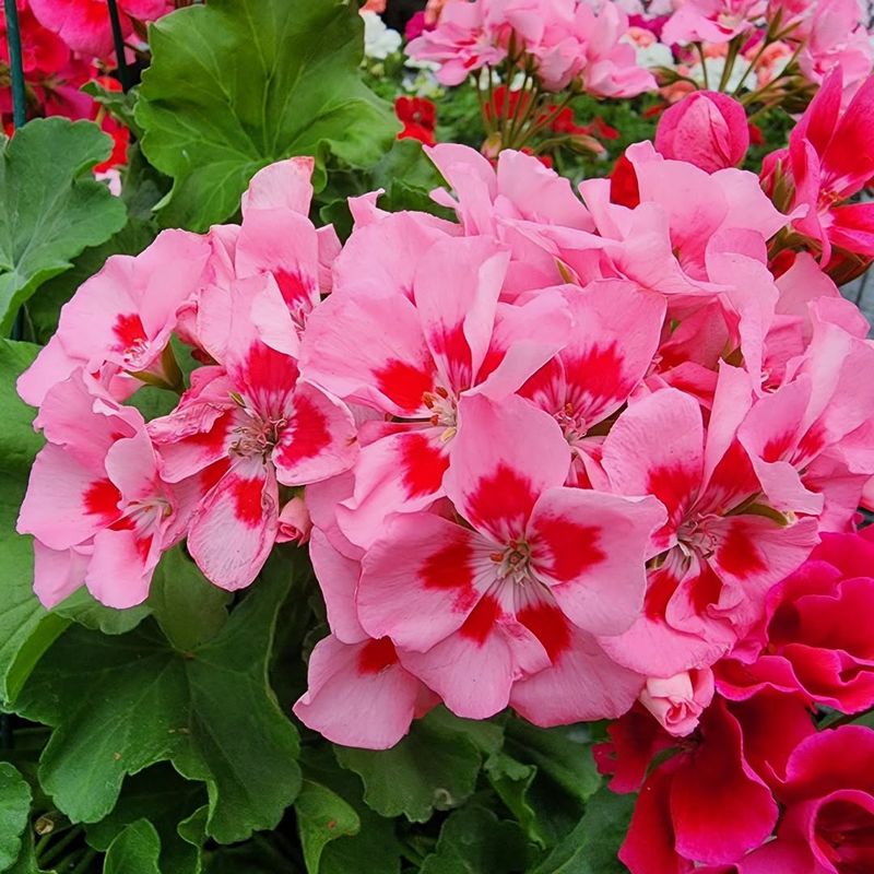 Geraniums