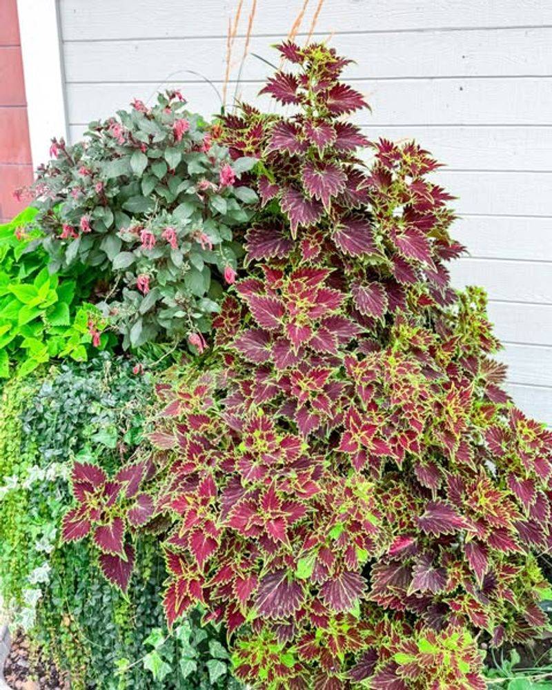 Coleus