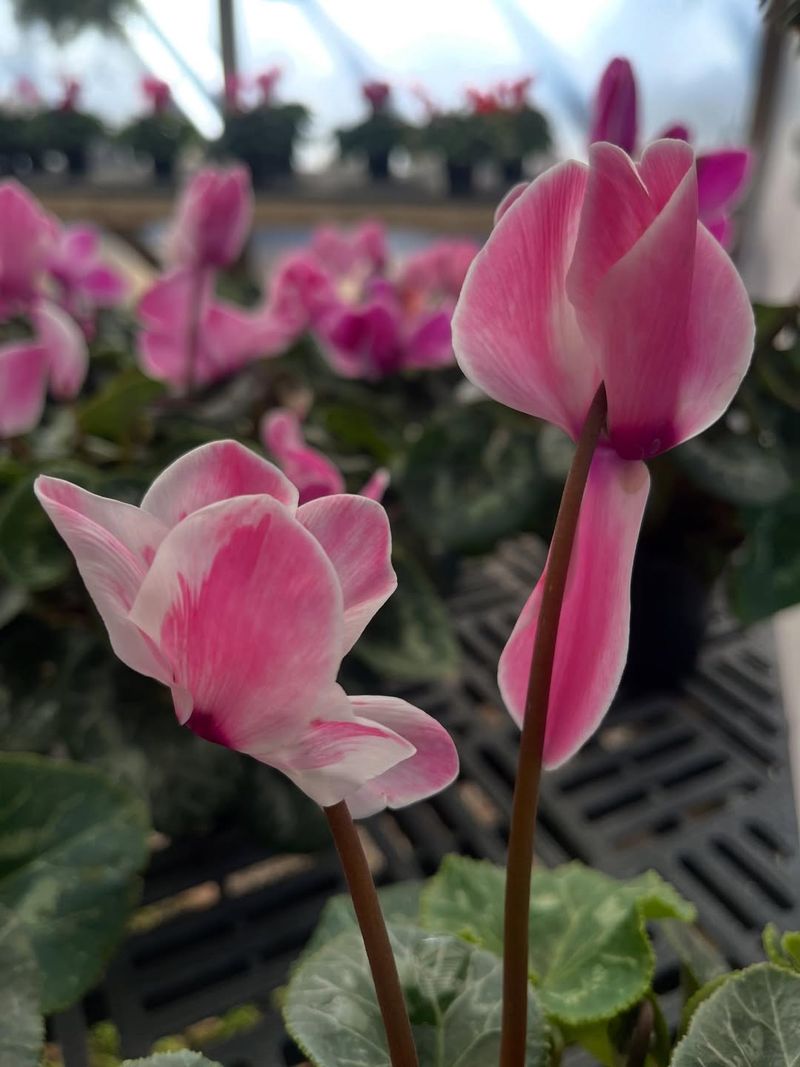 Cyclamen