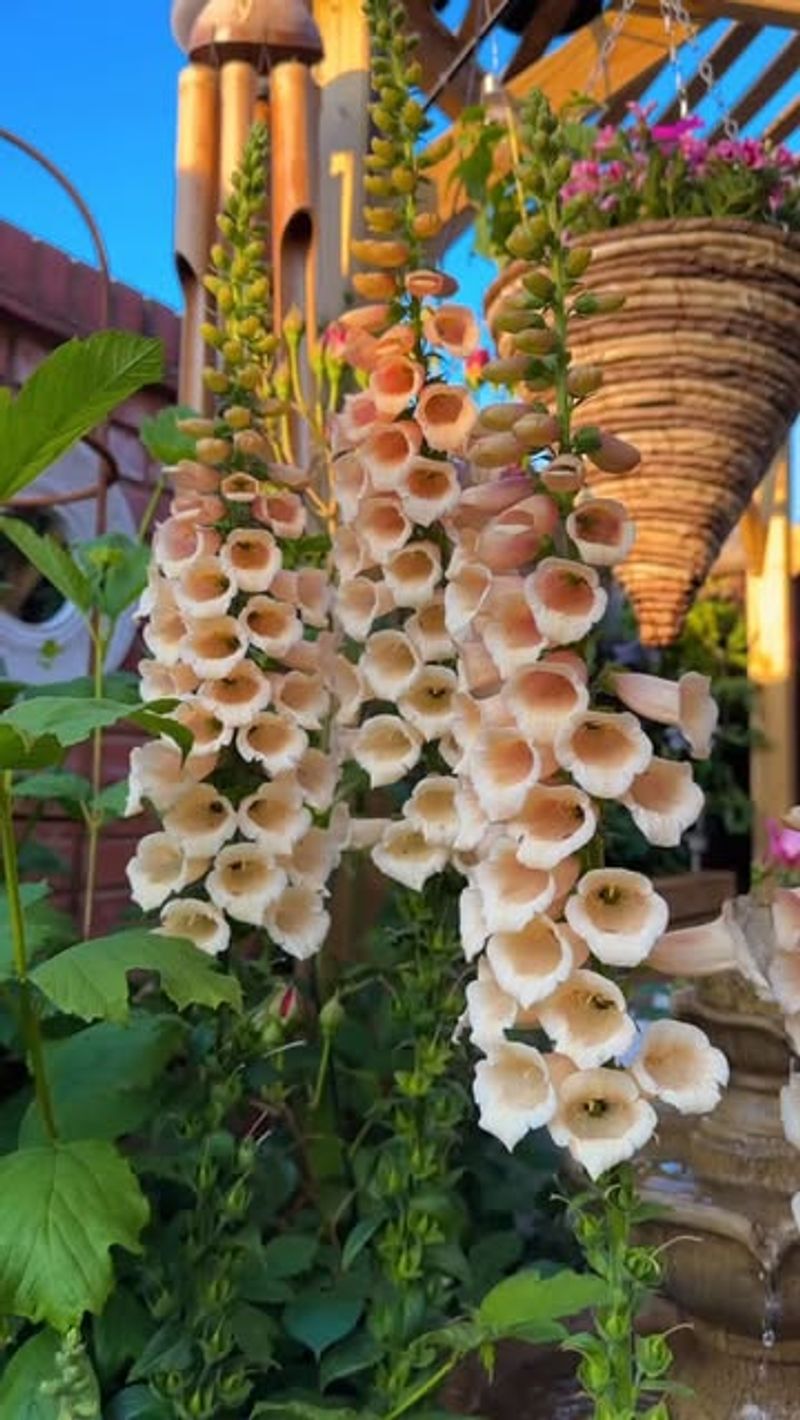 Foxglove