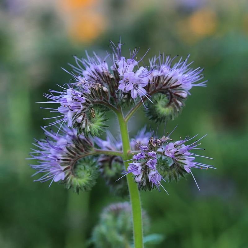 Phacelia
