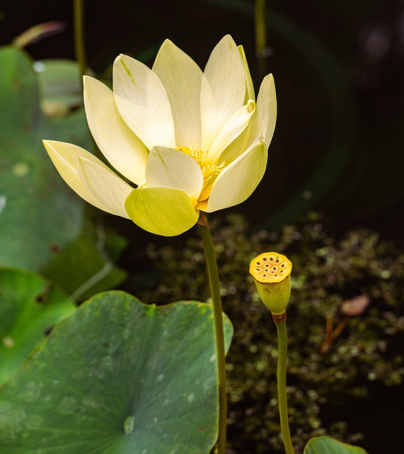 Lotus