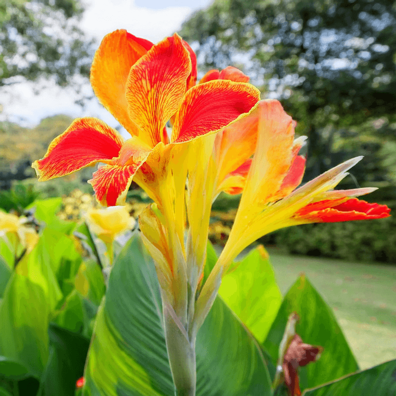 Canna Lily