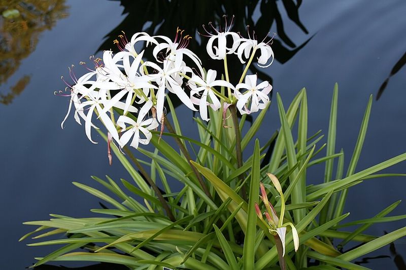 Native Swamp Lily (Crinum americanum)