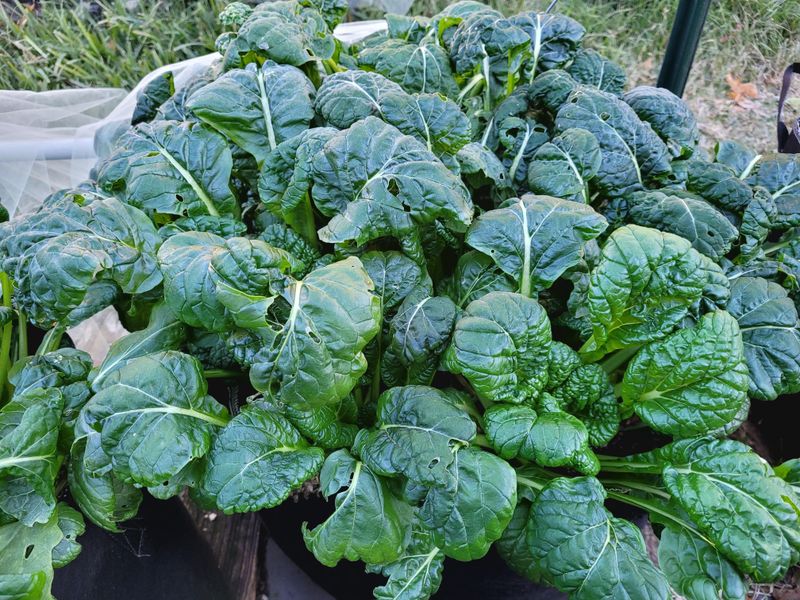Plant Cold-Hardy Vegetables