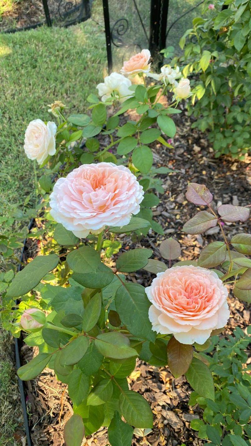 Provide Adequate Spacing for Air Circulation and Disease Prevention