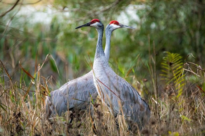 Sandhill Cranes: Tall, Elegant Protected Birds