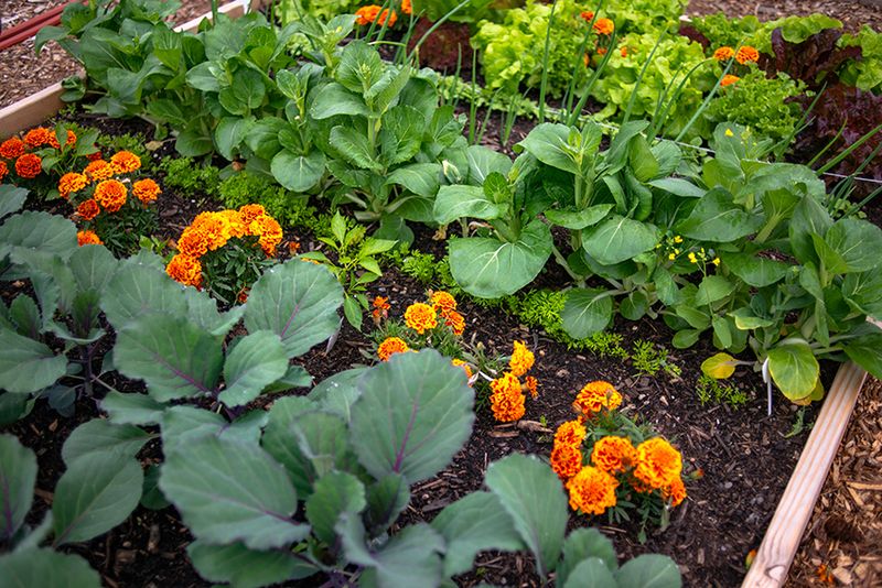 Marigolds Add Color While Guarding Garden Beds