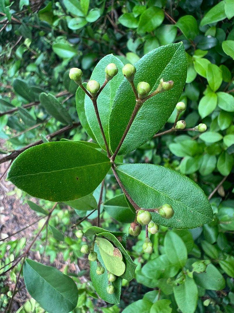 Simpson's Stopper (Myrcianthes fragrans)