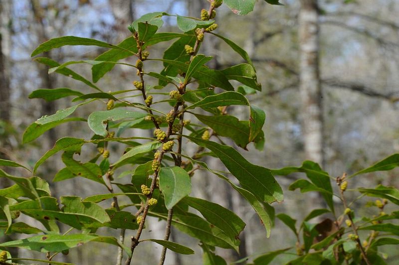 Wax Myrtle (Myrica cerifera)