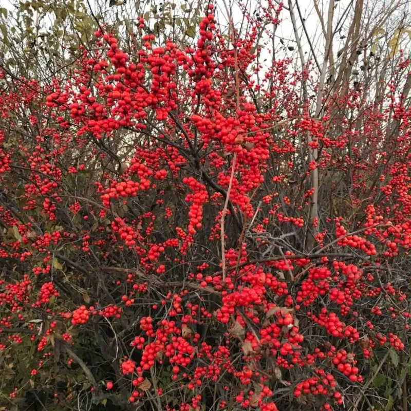 Winterberry Holly For Essential Cold-Season Nutrition