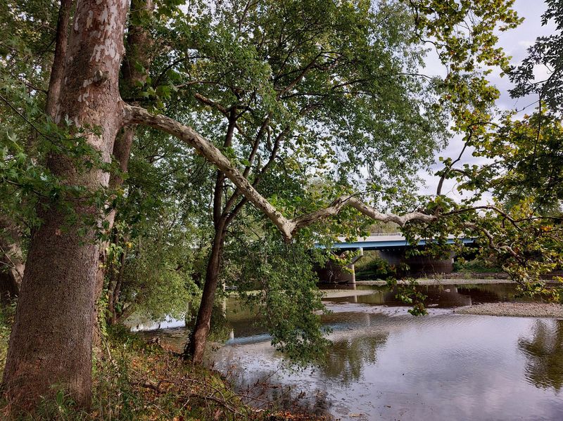 Sycamore Trees Near Public Land Or Waterways