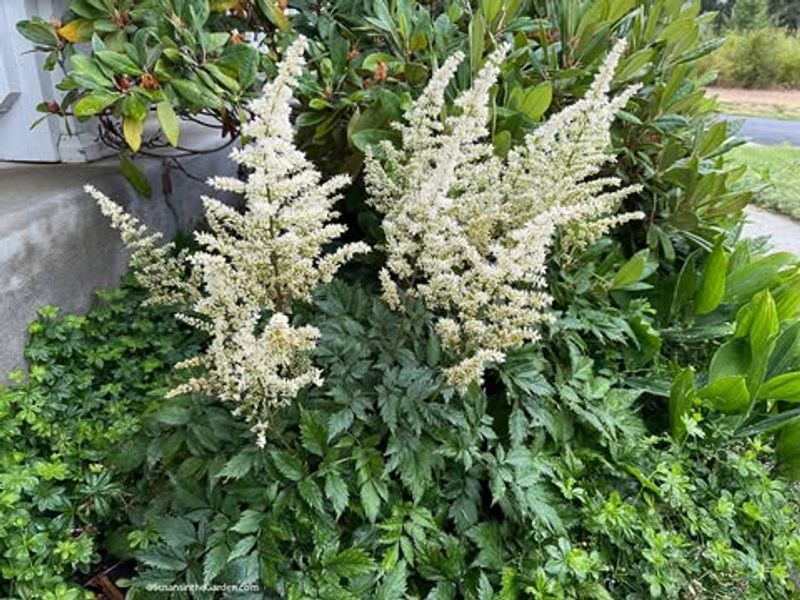 Astilbe (Astilbe Spp.)
