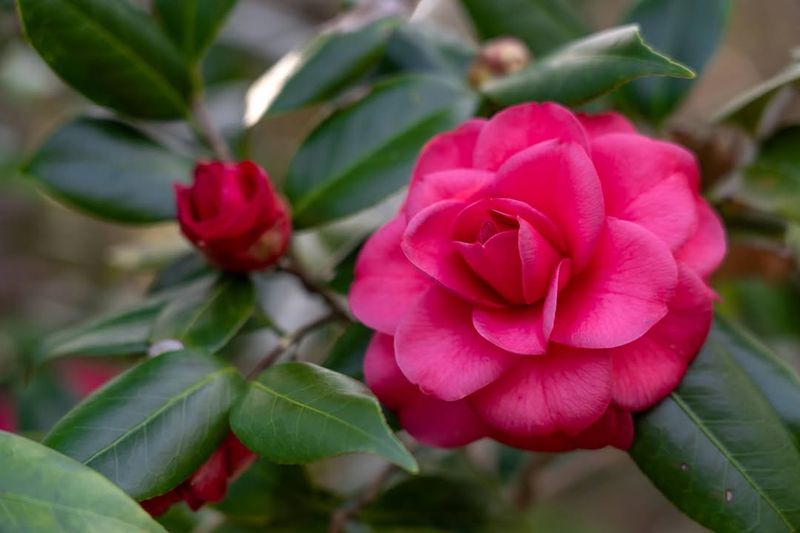 Camellia