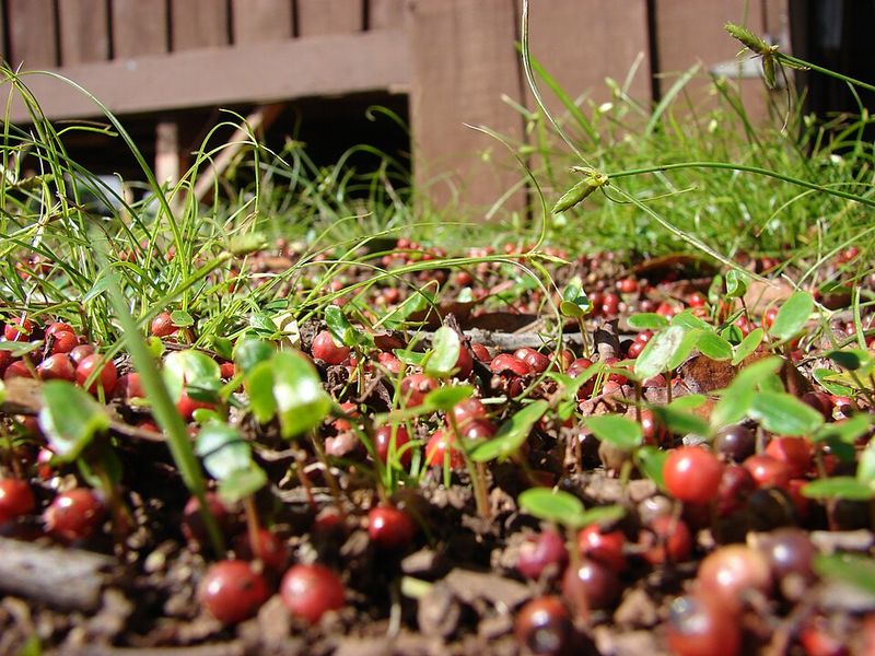Brazilian Pepper Tree (Schinus terebinthifolia)