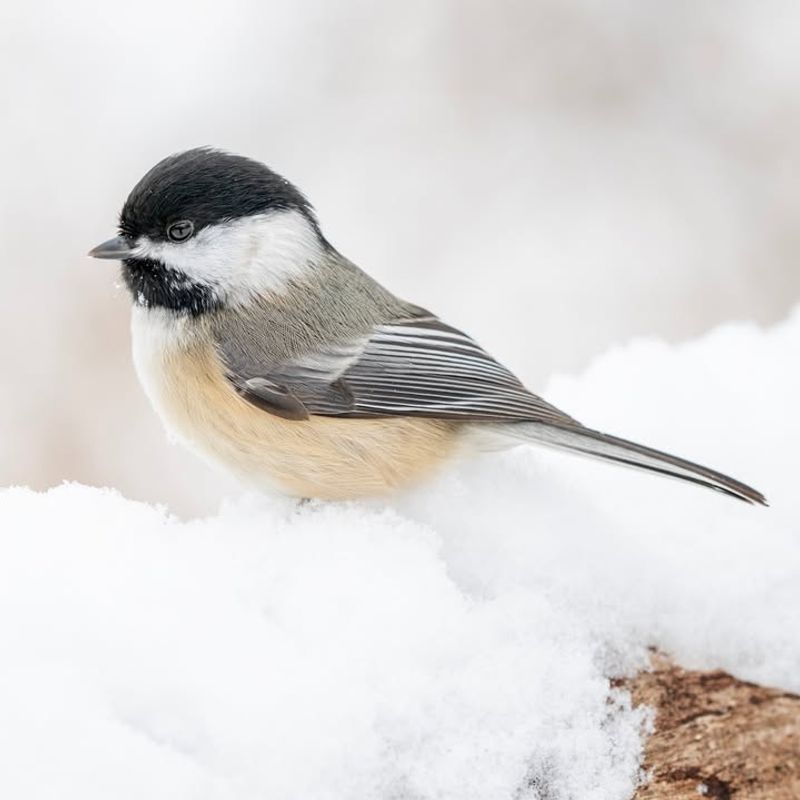 Black-capped Chickadee