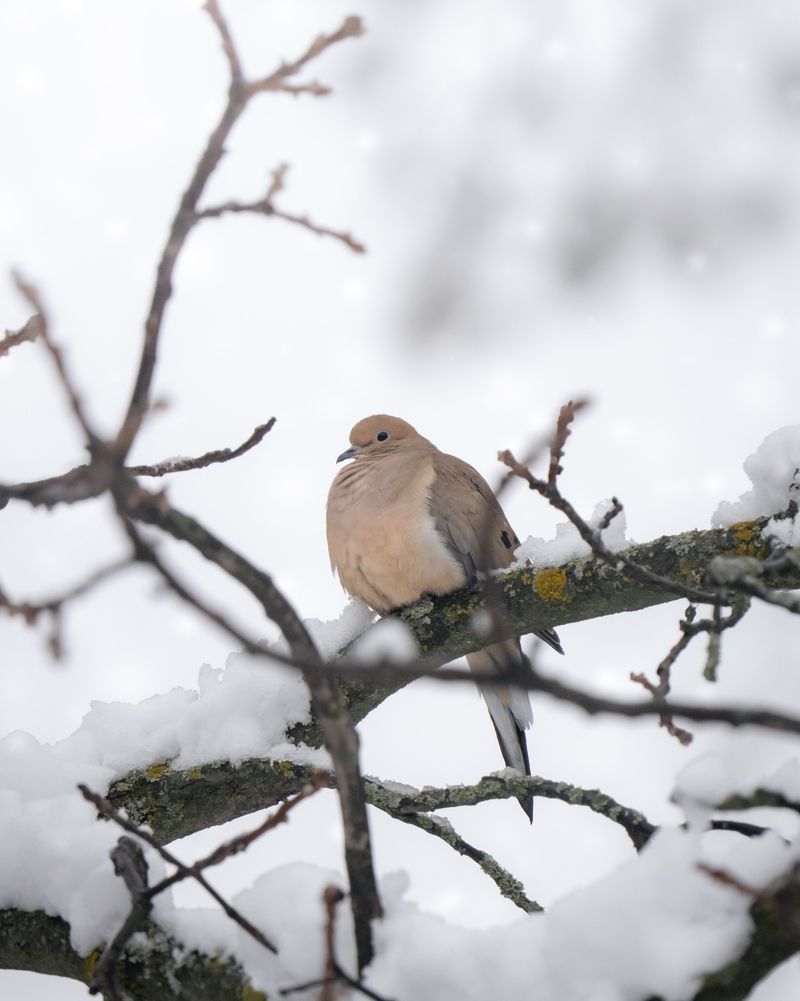 Mourning Dove