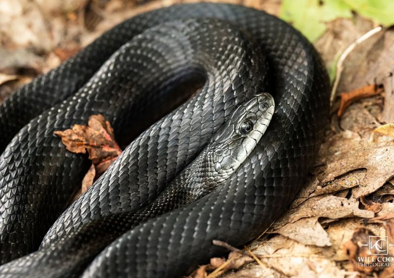 Black Rat Snakes