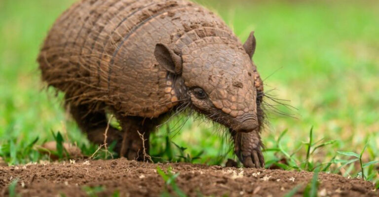 armadillo in yard