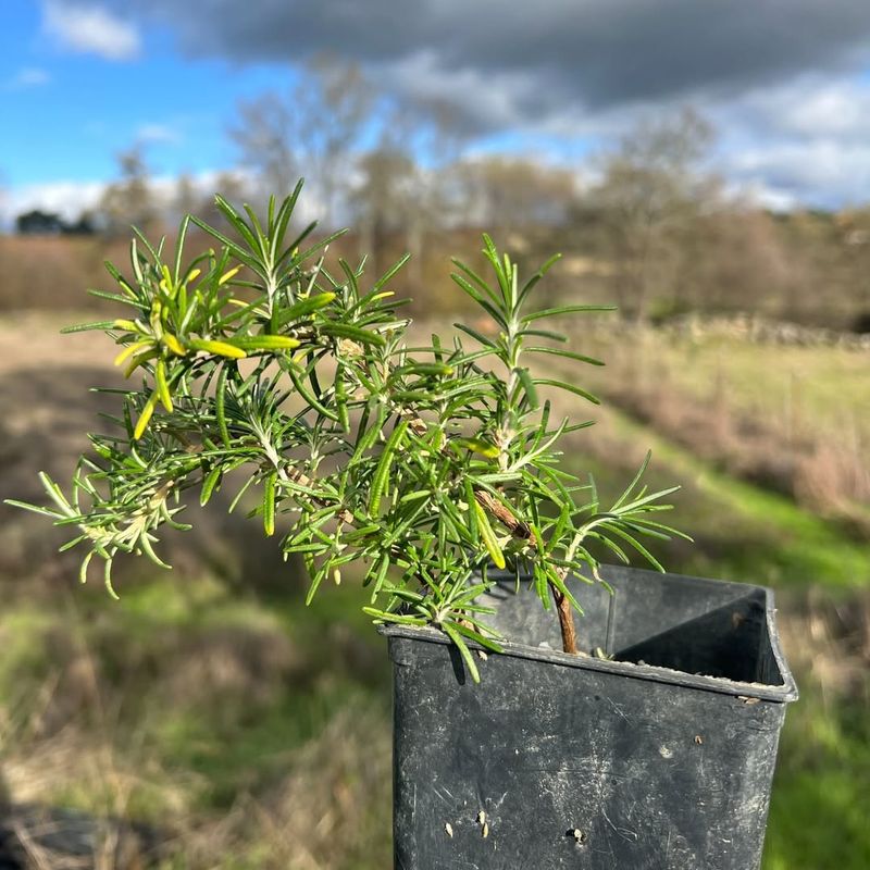 A Plant That Holds Shape Even Through Nevada Summers