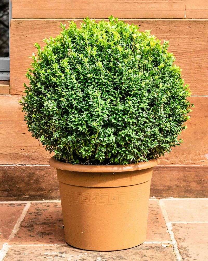 Boxwood (Heat-Tolerant Varieties)