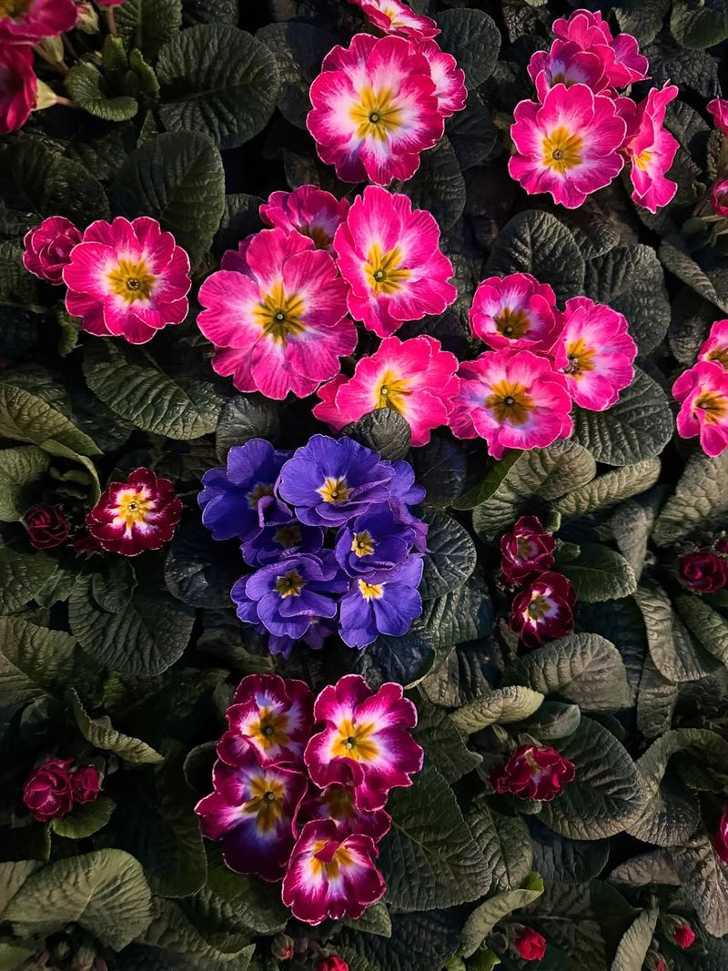 Primrose (Primula vulgaris)