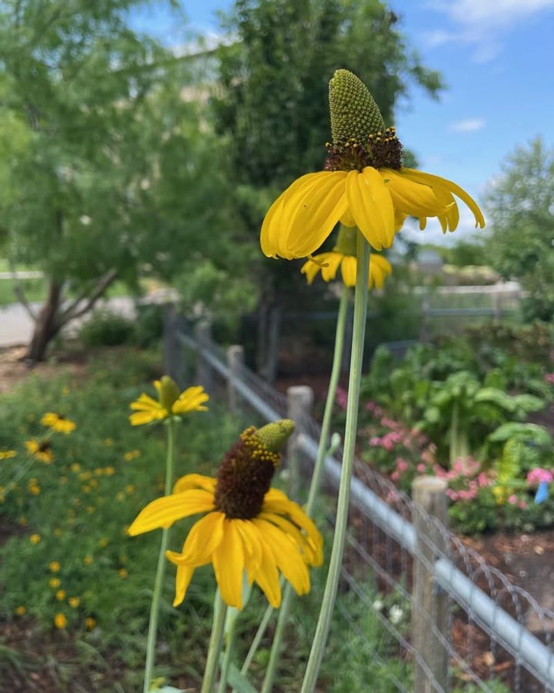 Giant Coneflower