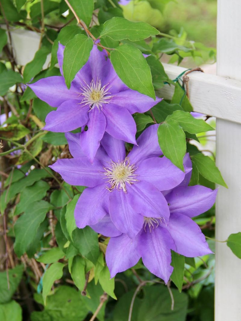 Clematis Varieties With Extra-Large Flowers