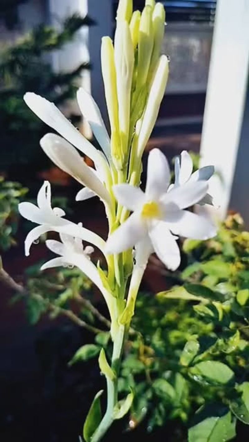 Tuberose (Polianthes Tuberosa)