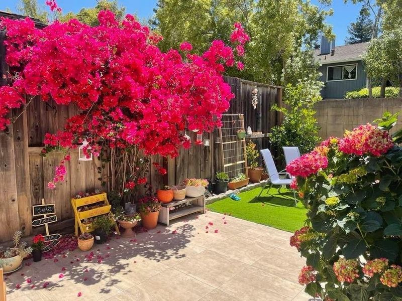 Bougainvillea