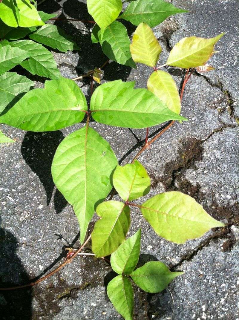 Building Immunity To Poison Ivy Through Exposure Is A Dangerous Myth