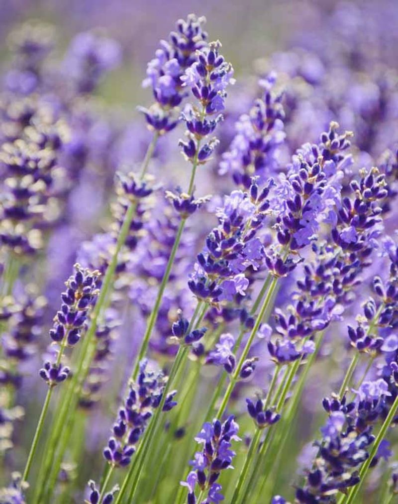 Lavender (Lavandula Angustifolia - Culinary Types)