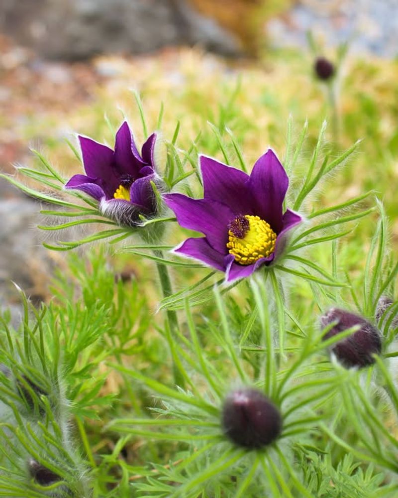 Pasque Flower For Early-Season Purple Interest