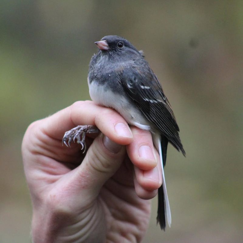 Dark-eyed Junco