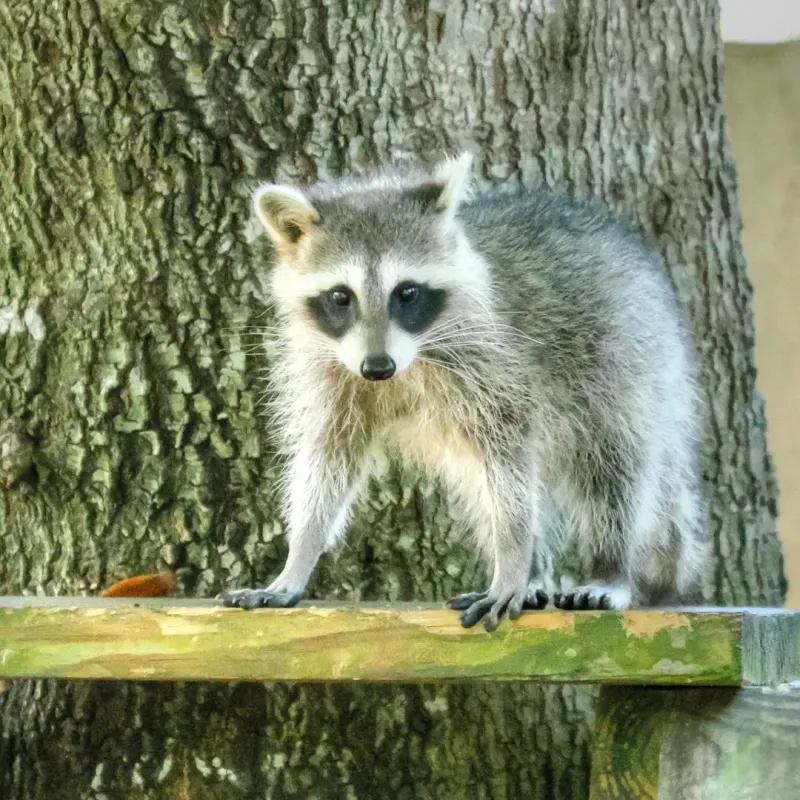 Raccoon